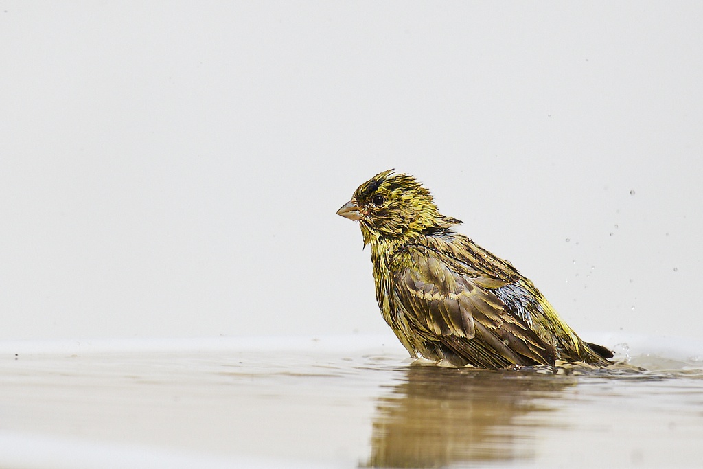 Serinus serinus - Serín verdecillo