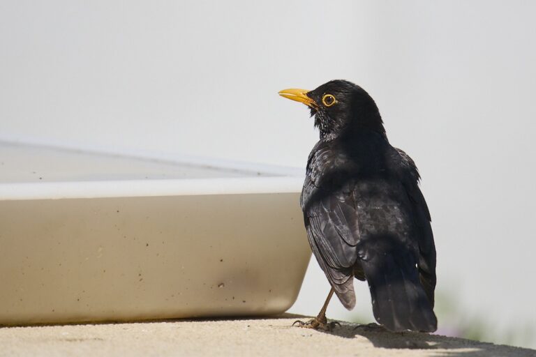 Turdus merula - Mirlo común