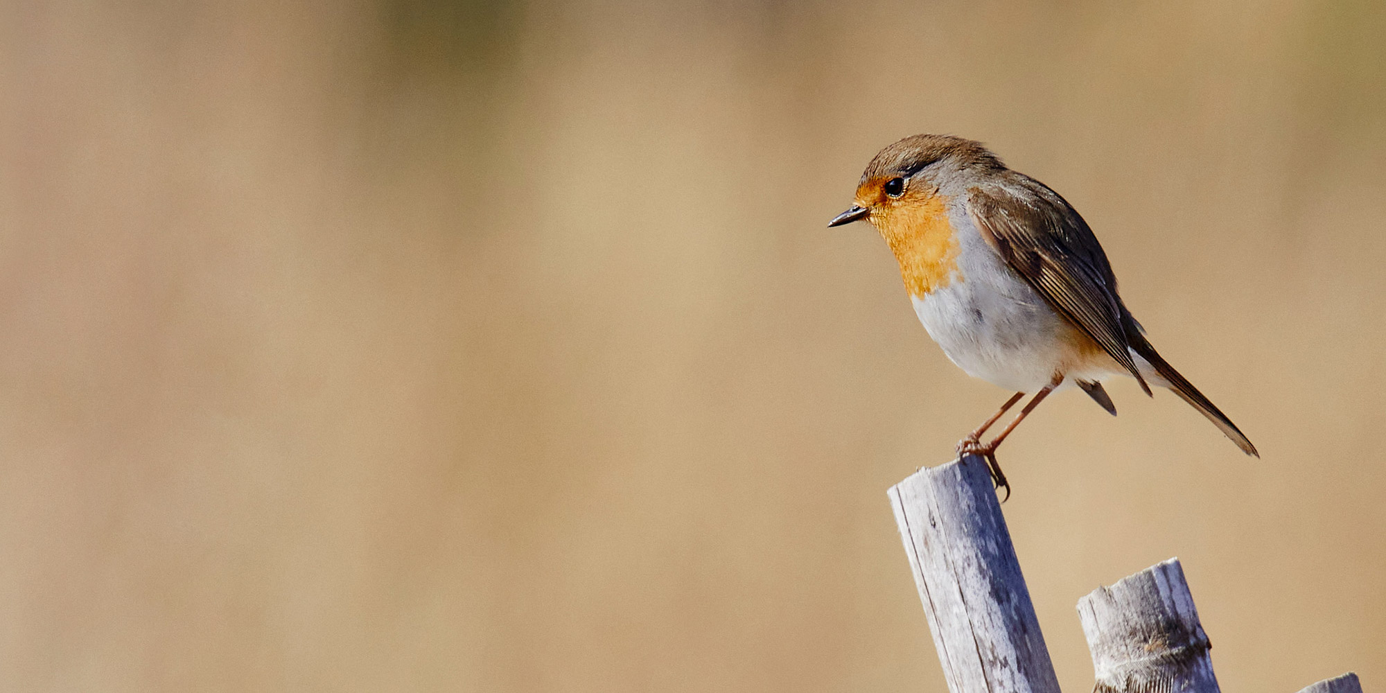 Birds Pics - Imagen cabecera web