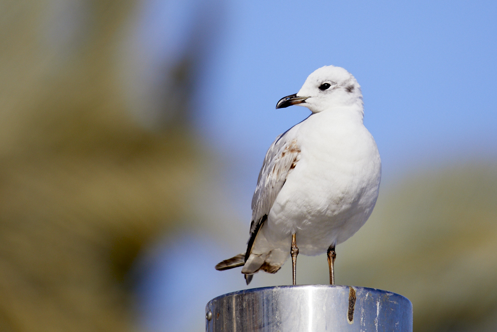 Larus melanocephalus -  Gaviota cabecinegra