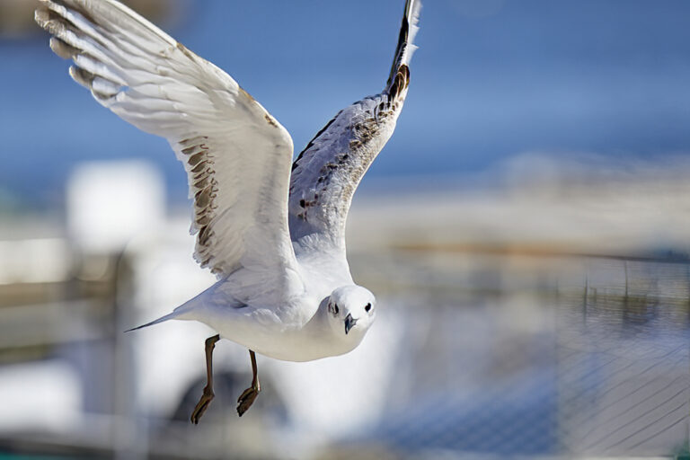 Larus melanocephalus -  Gaviota cabecinegra