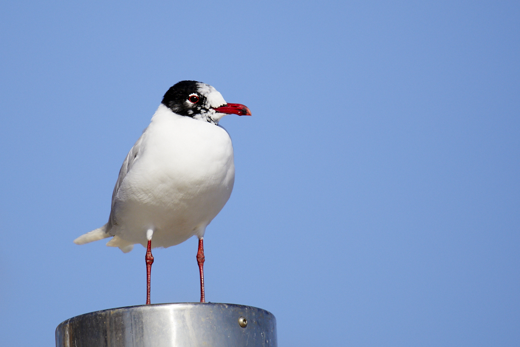 Larus melanocephalus -  Gaviota cabecinegra