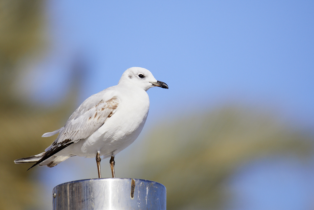 Larus melanocephalus -  Gaviota cabecinegra