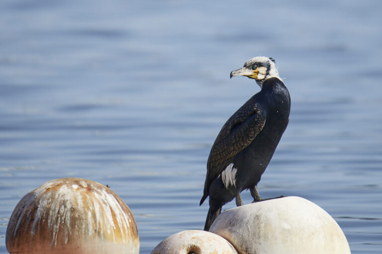 Phalacrocorax carbo -  Cormorán grande