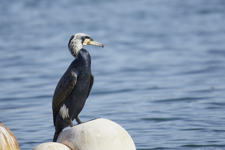 Phalacrocorax carbo -  Cormorán grande