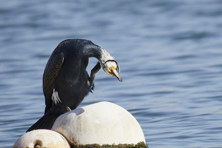 Phalacrocorax carbo -  Cormorán grande