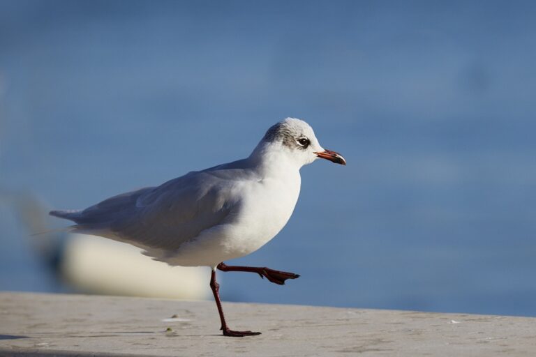 Larus melanocephalus -  Gaviota cabecinegra